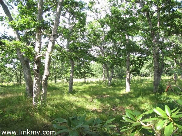 64 Island Farms Rd, Vineyard Haven, MA 02568 - photo 1