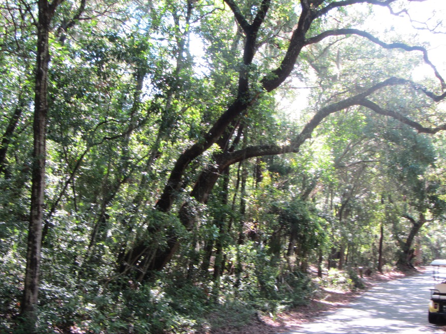 LIVE OAKS
