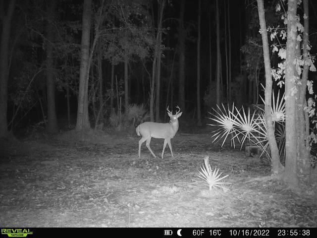 0 County Line Rd unit 18882882, Lee, FL 32059 - photo 1