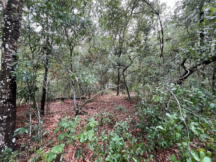 TBD Rintz St, Interlachen, FL 32148 - photo 1