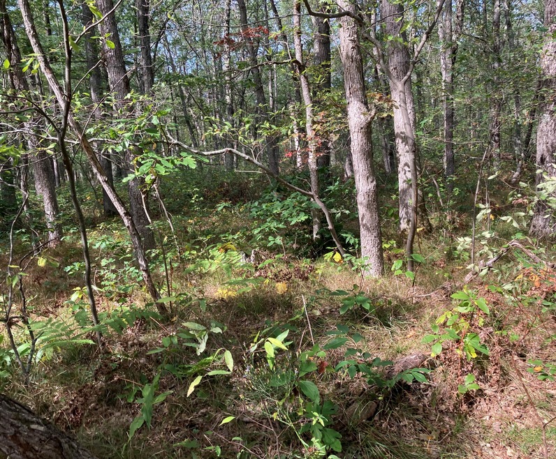 PAR 1 Cleveland Dr W, Lilley Township, MI 49309 - photo 1