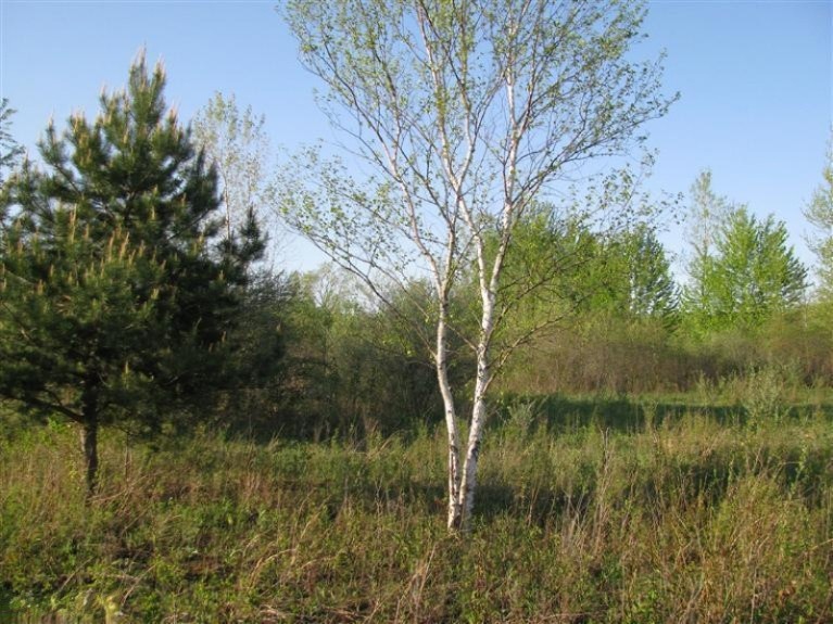 Primary Photo