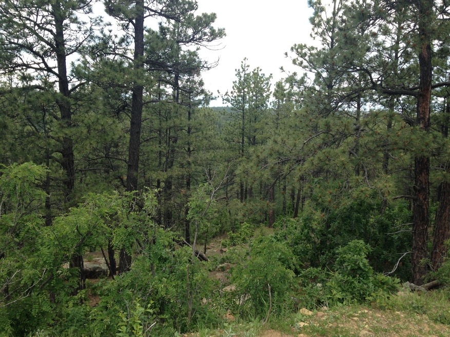 Near the corner of Squirrel/Coyote