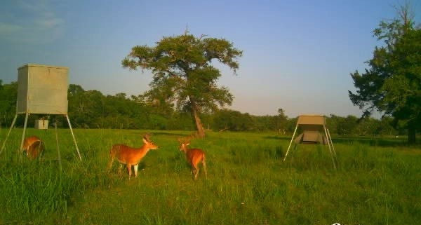 Deer feeders have been bringing lots of deer to th