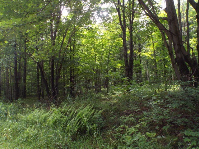 Main View