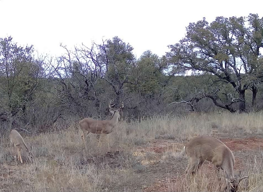 TBD Farm To Market 585, Coleman, TX 76834 - photo 1