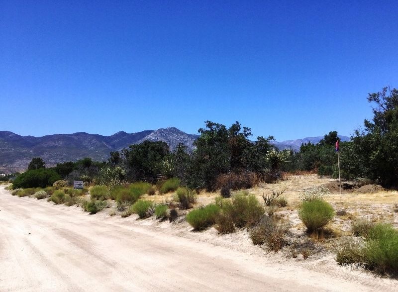PINYON PINES
