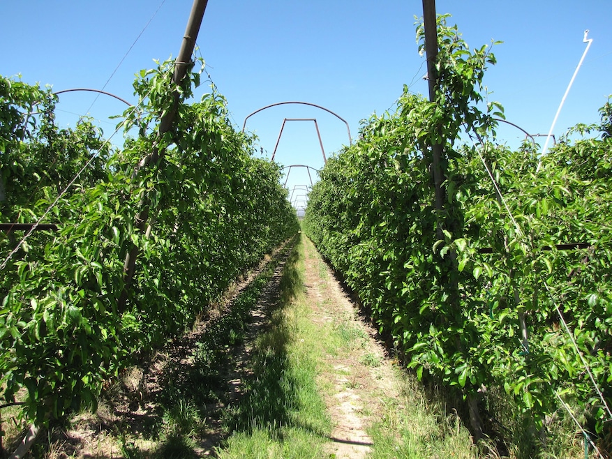 45402 N O'Brien Rd, Prosser, WA 99350 - photo 1