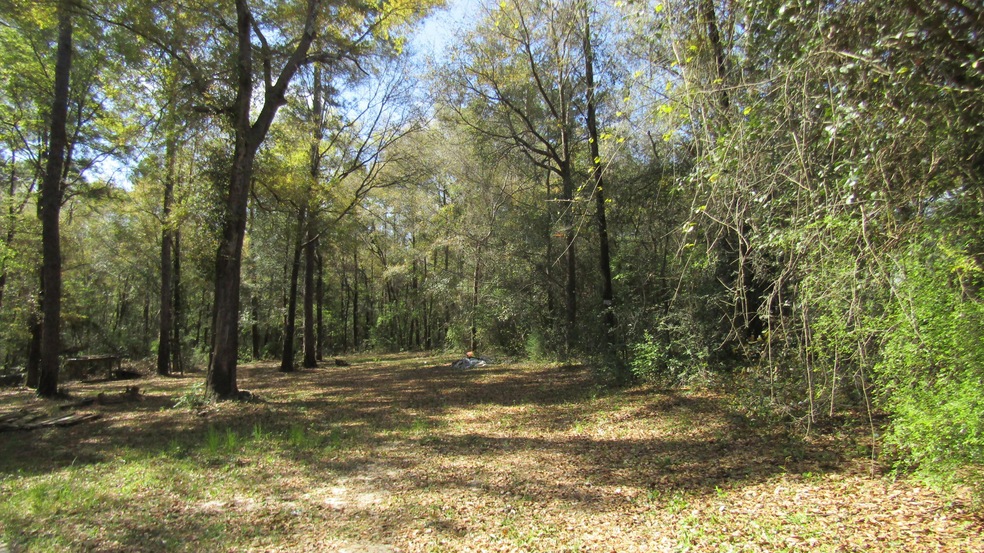 Oak Trees on property