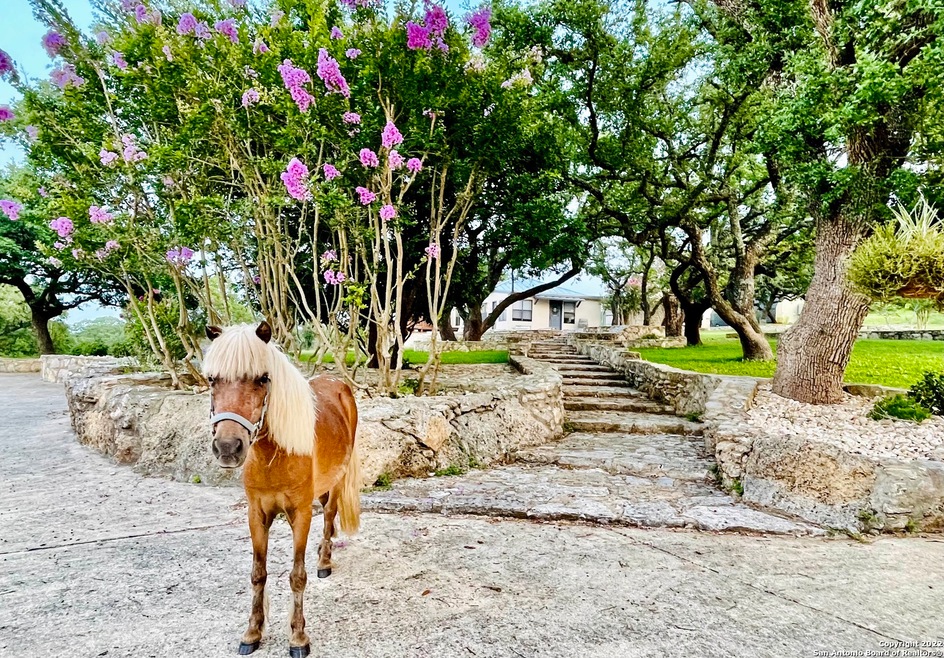 20144 High Bluff Rd, Helotes, TX 78023 - photo 1