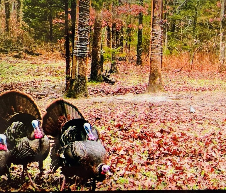 10873 N Devils Den Rd, Winslow, AR 72959 - photo 1