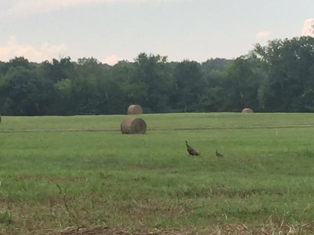 0 Harrison Ln, Shelbyville, TN 37160 - photo 1