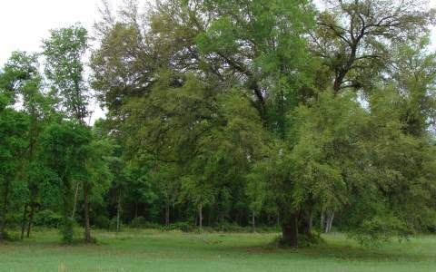 LOT14 Mandiba Dr, Lake City, FL 32024 - photo 1