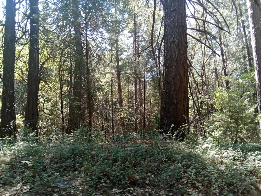 0 Just Rd unit 225114102, Iowa Hill, CA 95713 - photo 1