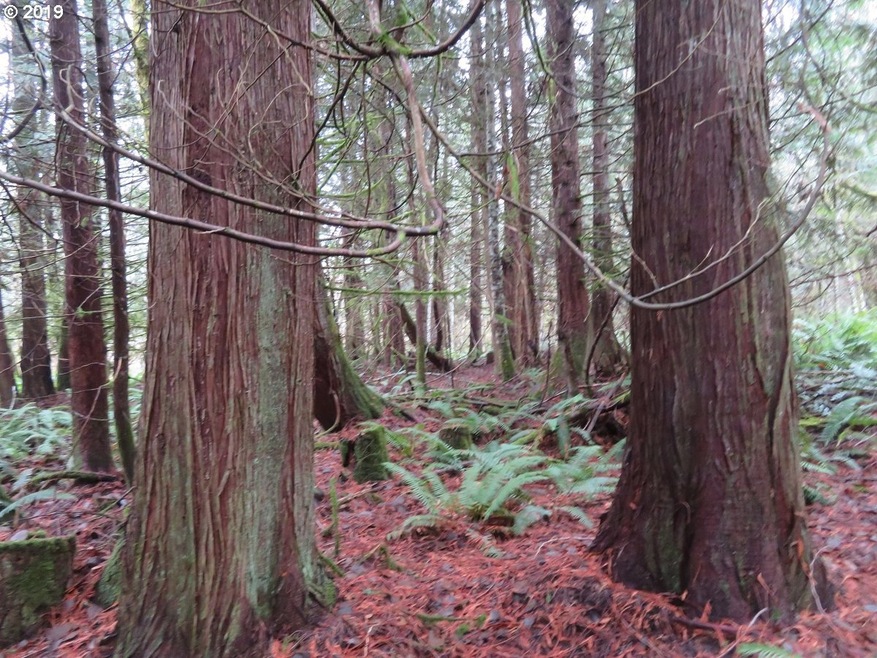0 Cousins Rd unit 19109688, Chehalis, WA 98532 - photo 1