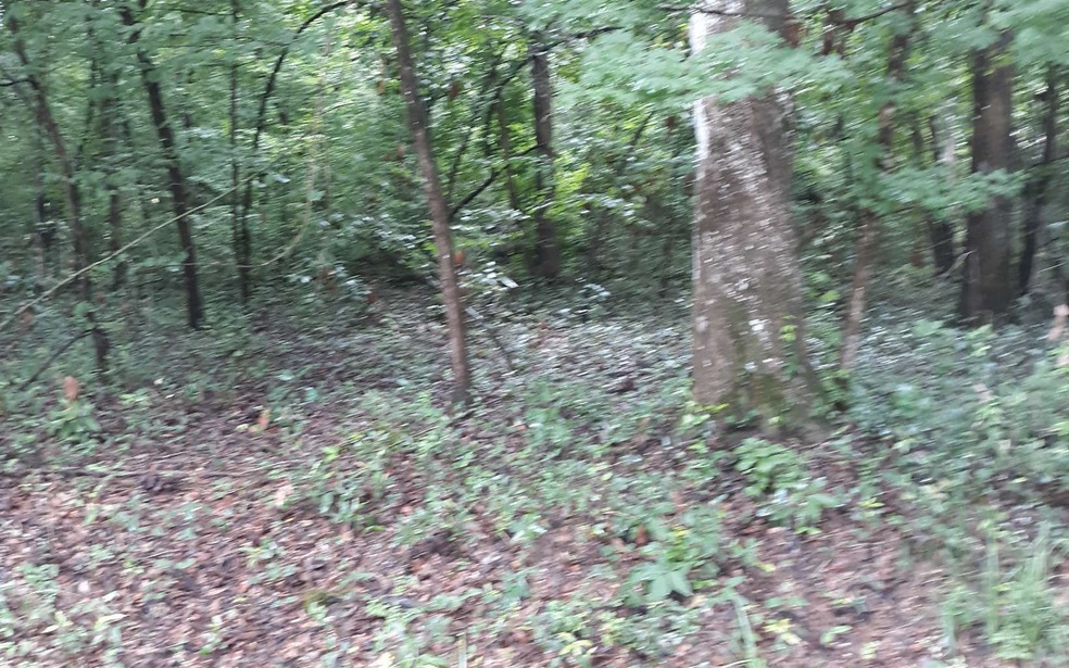 TBD California, Fort White, FL 32038 - photo 1