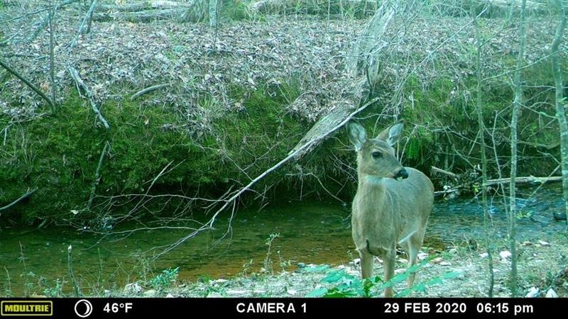 0 Hurst Mill N, Bremen, GA 30110 - photo 1