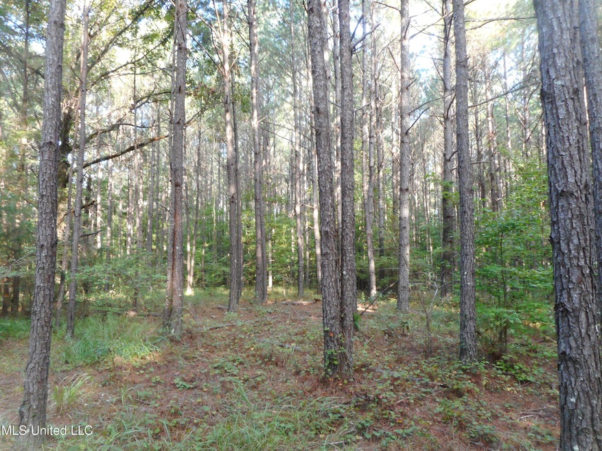 Wooded Lot