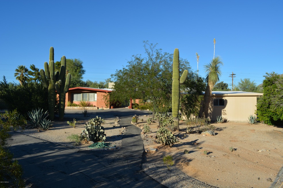 Majestic Saguaros in Front