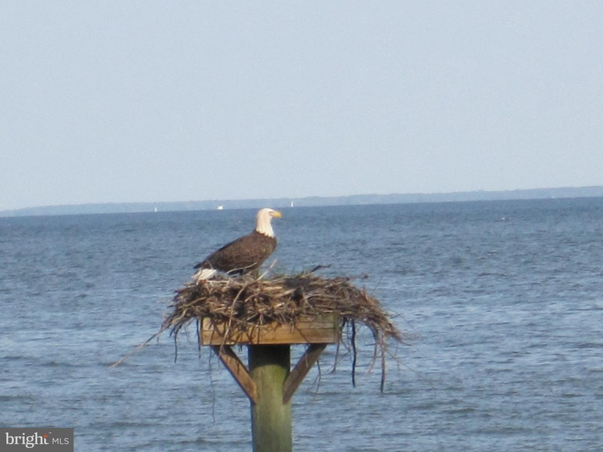 4940 Beech St, Shady Side, MD 20764 - photo 1