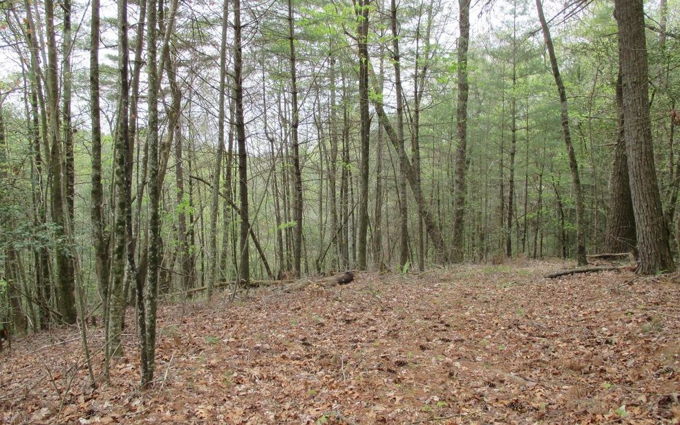 0 Ladybug Ln unit 284022, Blue Ridge, GA 30513 - photo 1