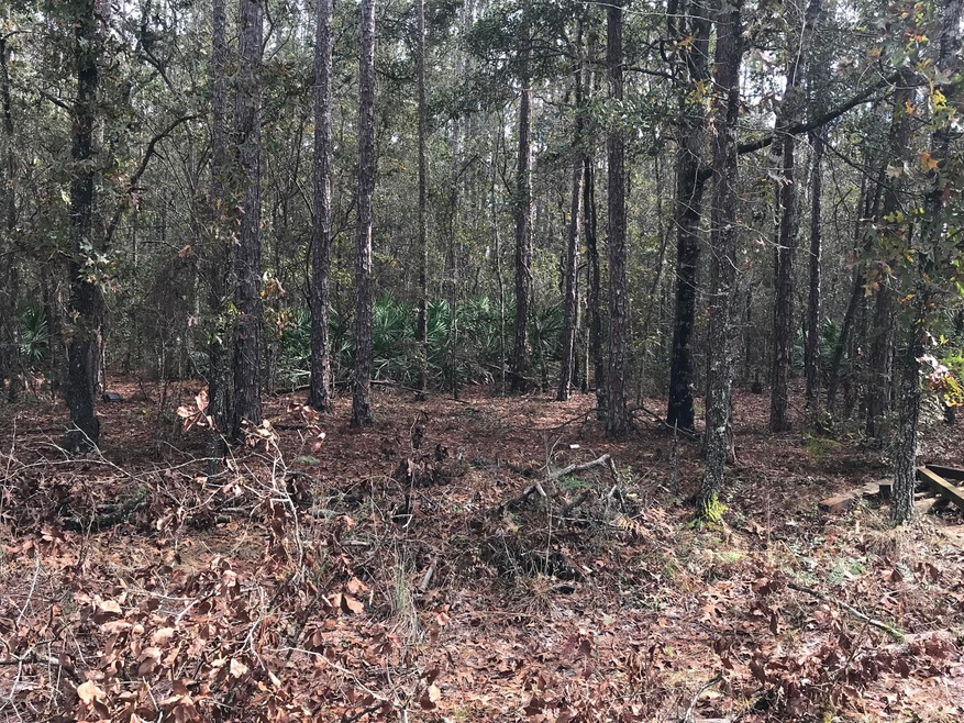 3920 June Bug Ln, Middleburg, FL 32068 - photo 1