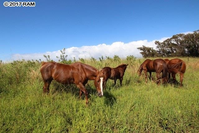 1 Paholei Rd, Makawao, HI 96768 - photo 1