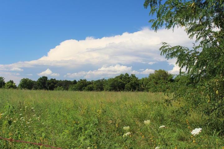 Hay field
