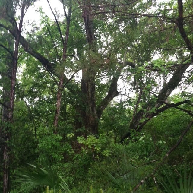 0 Hunters Trace unit 24A 256279, Crawfordville, FL 32327 - photo 1