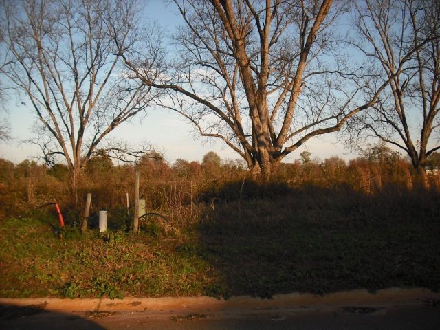 Primary Photo