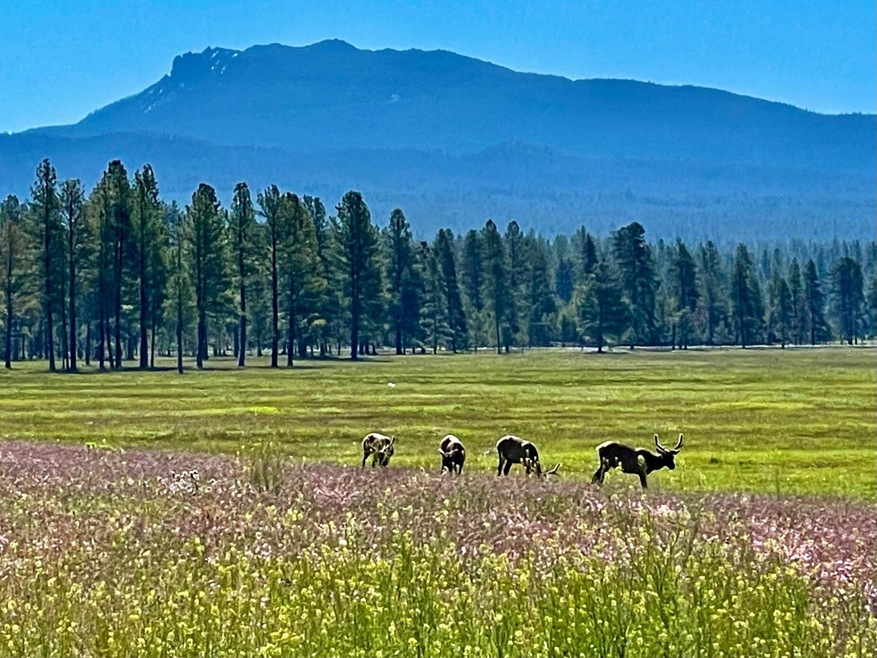 Sold $4,200,000 • Co-Listing Agent