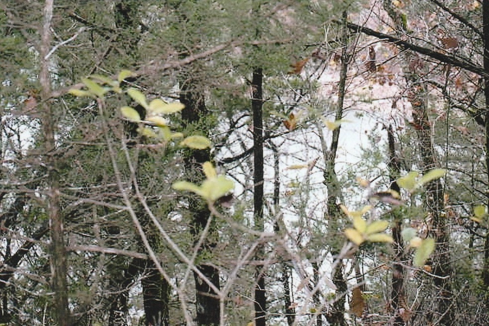 Lot 7 partial view