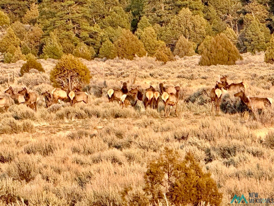 Highway 96 & 595 Hwy, Regina, NM 87017 - photo 1