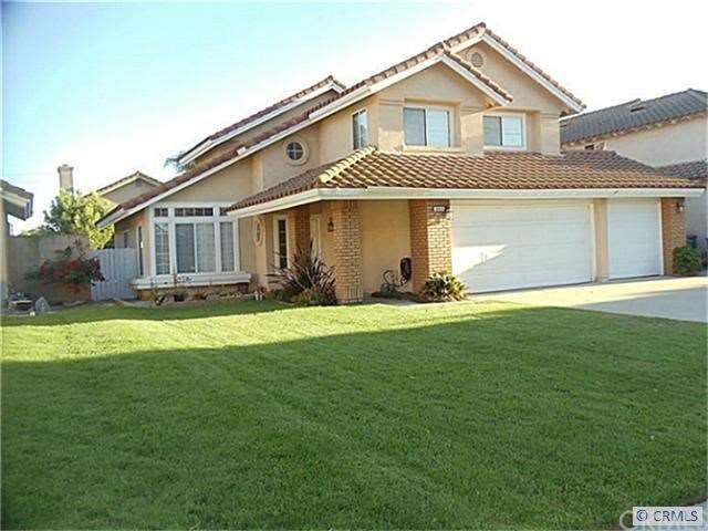 Front view of Stone Pine