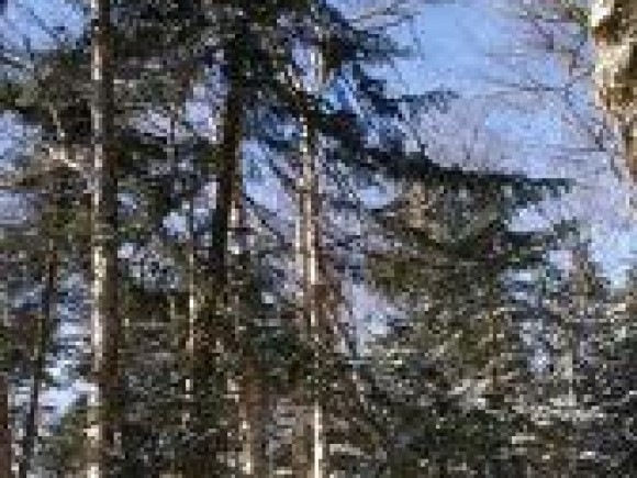 123 Holland Rd, East Dover, VT 05341 - photo 1