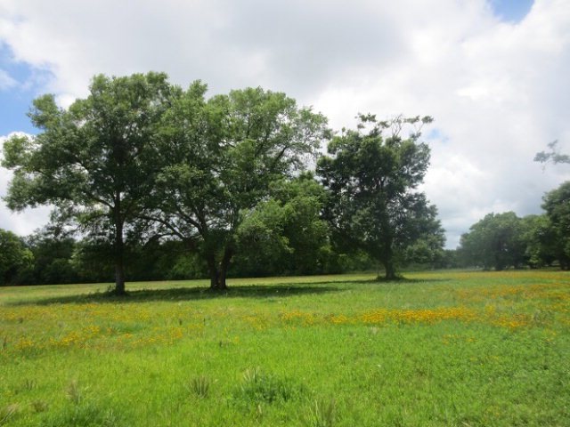 0 County Road 463 unit 56622, Brazoria, TX 77422 - photo 1