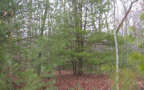 LT 15 Hillbilly Hollow, Blue Ridge, GA 30513 - photo 1