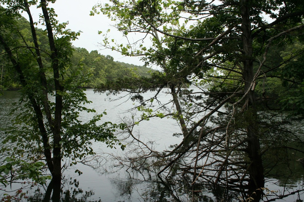 Shell Knob (28)