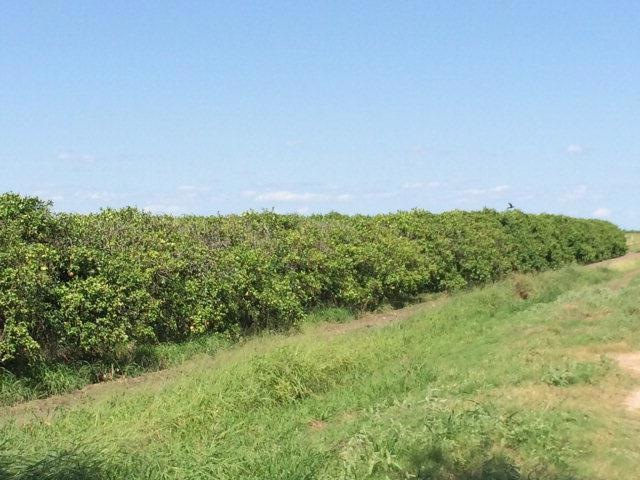 NN Dillon Rd, Donna, TX 78537 - photo 1