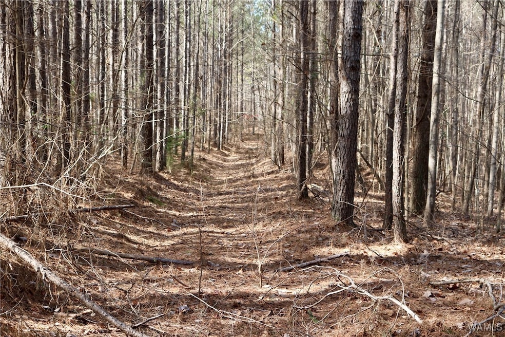 Old logging road