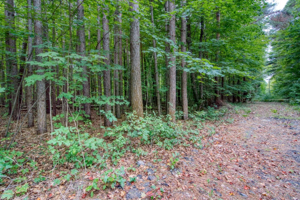 Tree Line