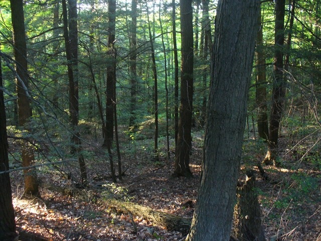 Main View