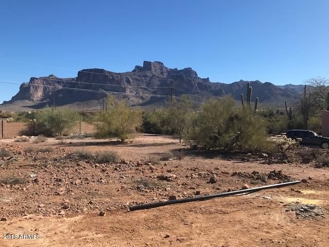cactus wren5