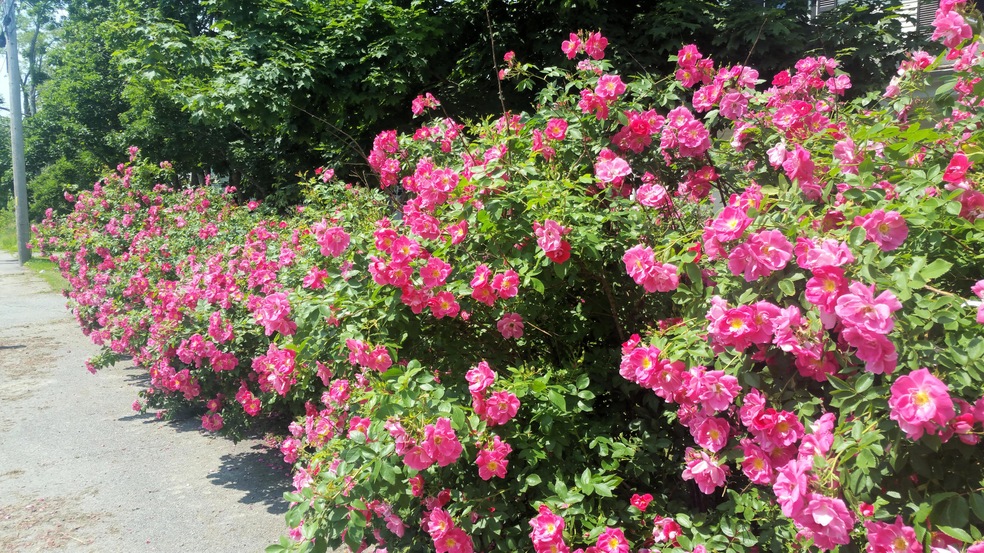 rose