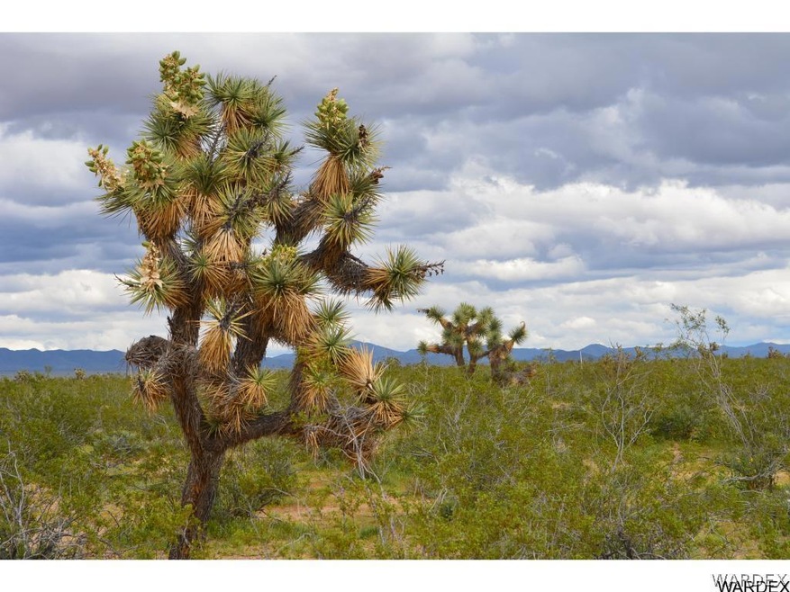 2144 A Wyatt Earp Rd, Yucca, AZ 86438 - photo 1