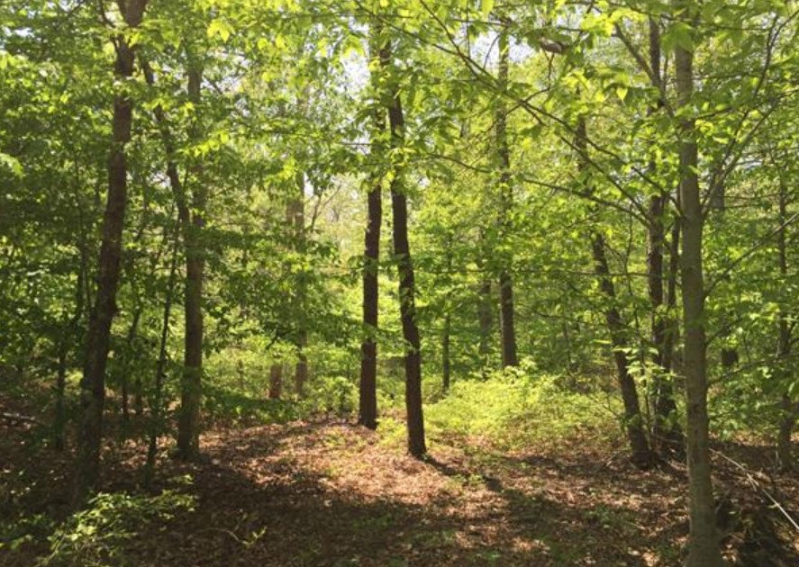 29 Bea Ln, West Tisbury, MA 02575 - photo 1