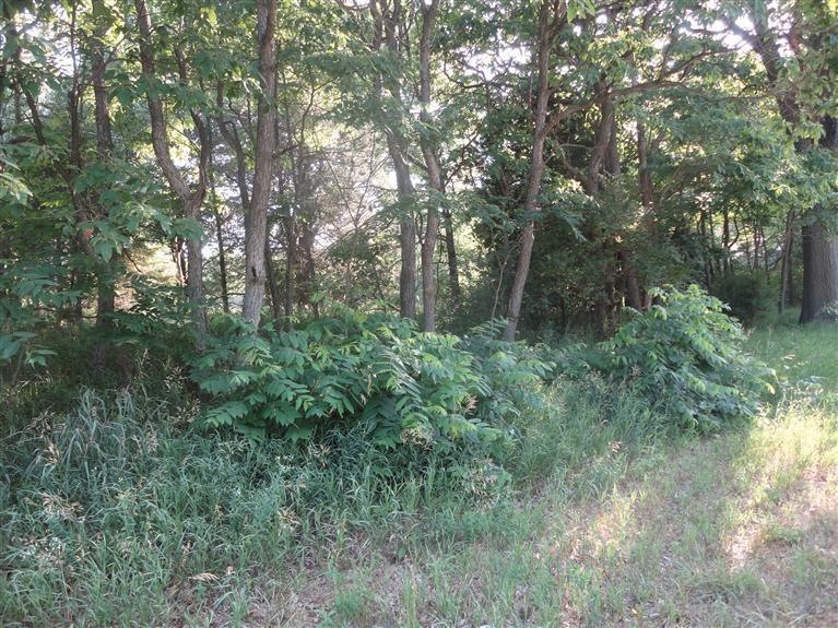 13031 Vergennes St SE, Lowell, MI 49331 - photo 1