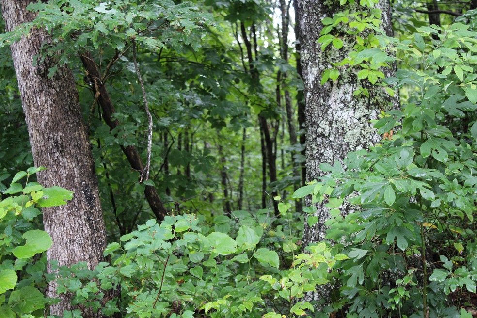 Mature Timber