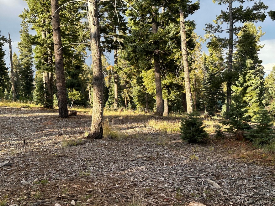 Healthy pine and cover the lot