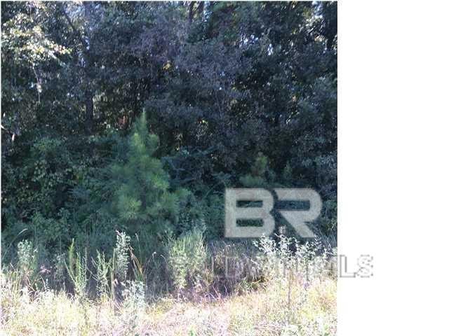 View of local wilderness